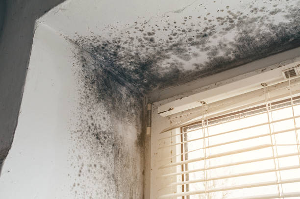 Affordable Mold Cleanup solutions in Fords, NJ
