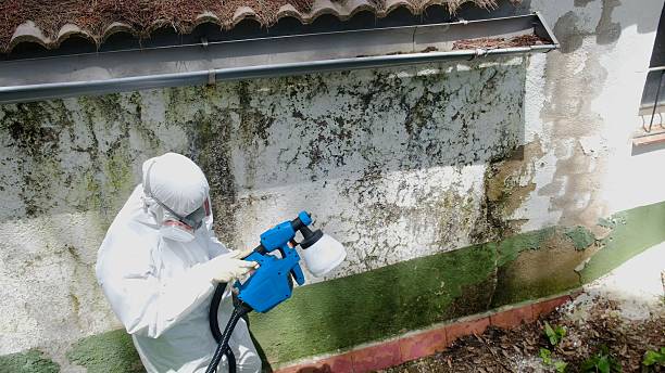 Top rated local Mold Cleanup specialists in Fords, NJ